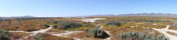 Superbloom Carrizo plain national monument — Stockfoto