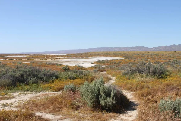 Superbloom カリーゾ平原国立記念碑 — ストック写真