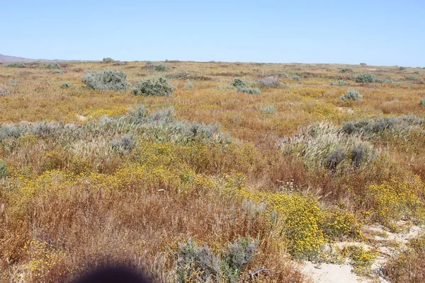 Superbloom Carrizo plain national monument — Stock Photo, Image