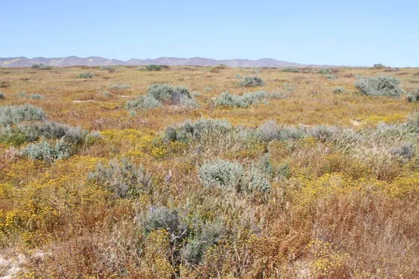 Superbloom Carrizo plain national monument — Stock Photo, Image