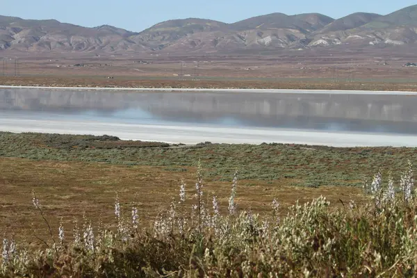 Superbloom Carrizo düz Ulusal Anıtı — Stok fotoğraf