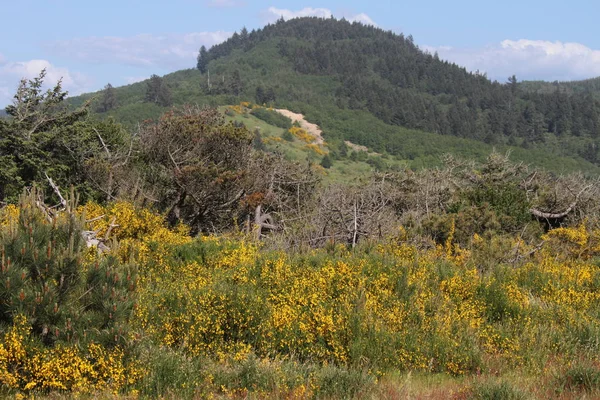 Kustlandskap i Oregon — Stockfoto