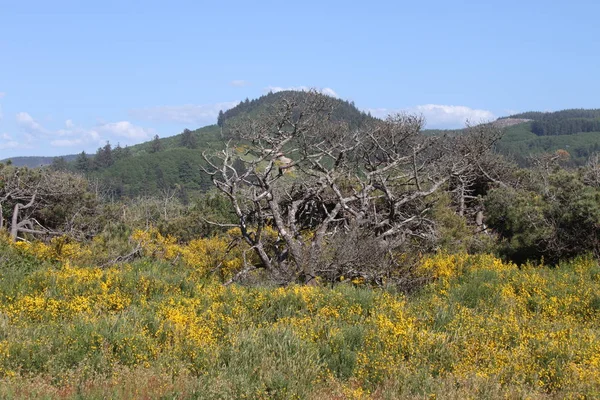 Paesaggio costiero in Oregon — Foto Stock