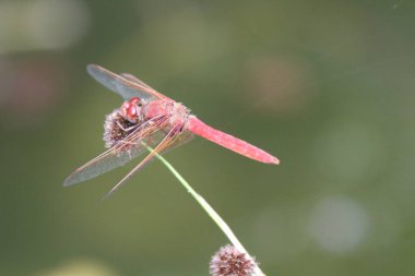 Dragon içinde belgili tanımlık vahşi uçar