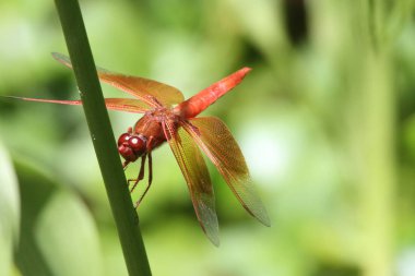 Dragon içinde belgili tanımlık vahşi uçar