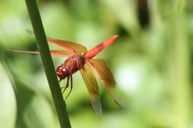 Dragon içinde belgili tanımlık vahşi uçar