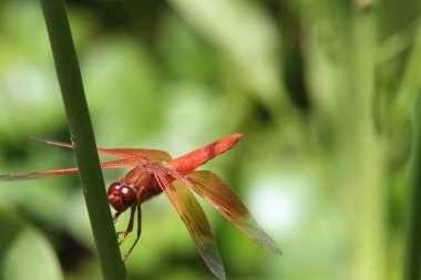Dragon içinde belgili tanımlık vahşi uçar