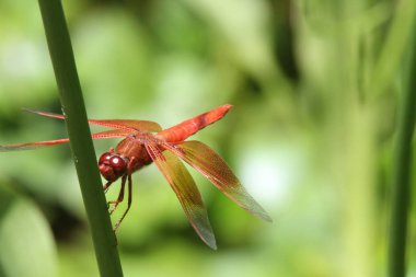Dragon içinde belgili tanımlık vahşi uçar