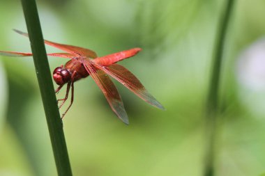 Dragon içinde belgili tanımlık vahşi uçar