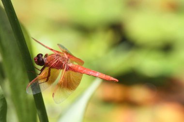 Dragon içinde belgili tanımlık vahşi uçar