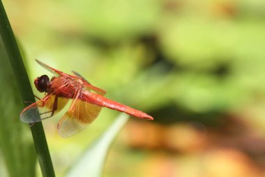 Dragon içinde belgili tanımlık vahşi uçar