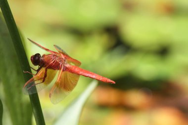 Dragon içinde belgili tanımlık vahşi uçar