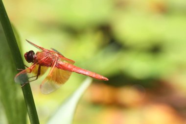 Dragon içinde belgili tanımlık vahşi uçar