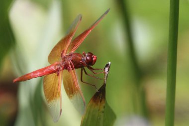 Dragon içinde belgili tanımlık vahşi uçar