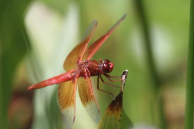 Dragon içinde belgili tanımlık vahşi uçar