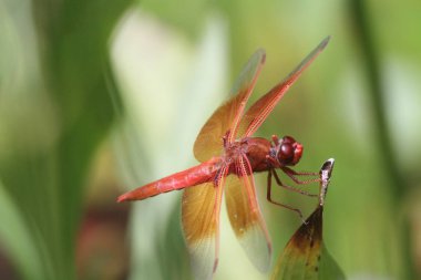 Dragon içinde belgili tanımlık vahşi uçar