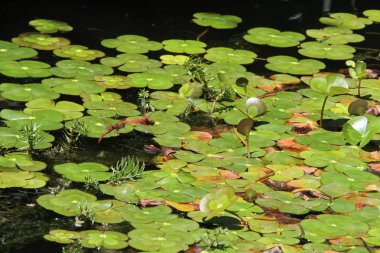 Dragon içinde belgili tanımlık vahşi uçar