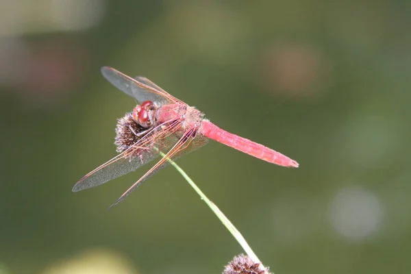 Dragon flies in the wild — Stock Photo, Image