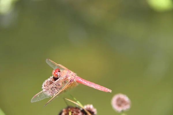 Dragon vliegt in het wild — Stockfoto