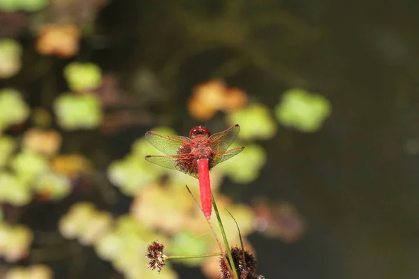 Dragon vliegt in het wild — Stockfoto