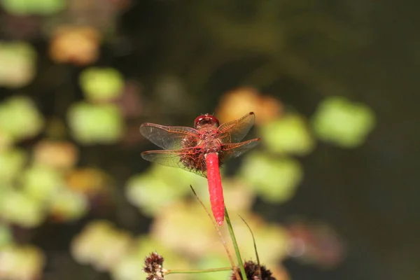 Dragón vuela en la naturaleza —  Fotos de Stock