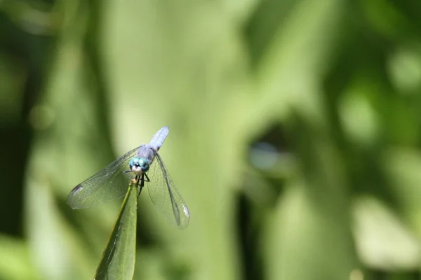 Dragón vuela en la naturaleza —  Fotos de Stock