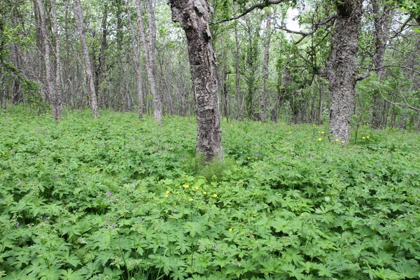 Міста Тромсе Норвегія Вид Гори Будівлі Церкви Фіорди — стокове фото