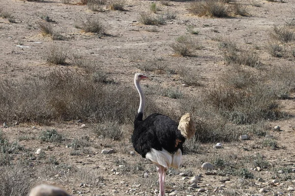 Ostrich και Emu στο Solvang, Καλιφόρνια — Φωτογραφία Αρχείου