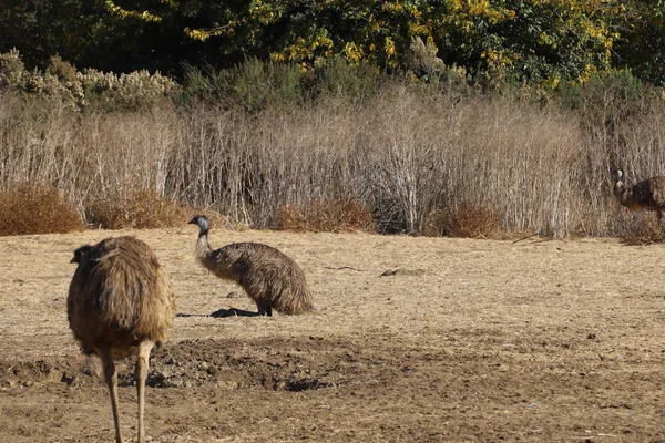 Struś i Emu w Solvang, Kalifornia — Zdjęcie stockowe