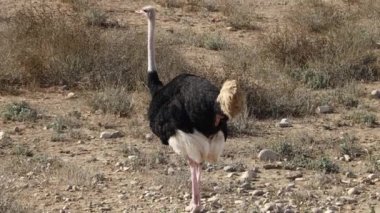 Devekuşu grubundaki 