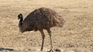 Devekuşu grubundaki 