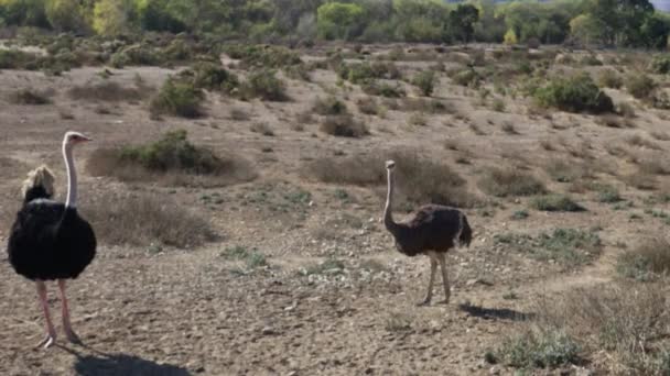 Avestruz Una Granja — Vídeo de stock