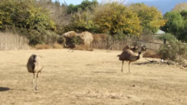 Ostrich Farm — Stock Video