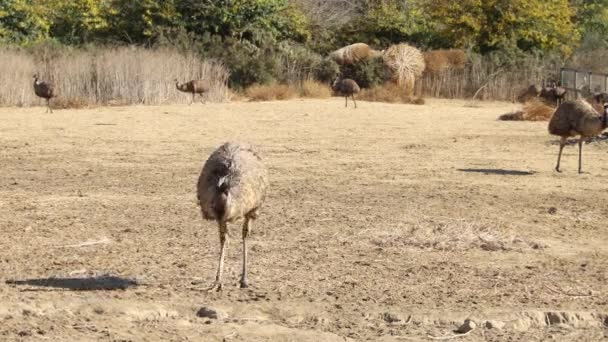 Ostrich Farm — Stock Video