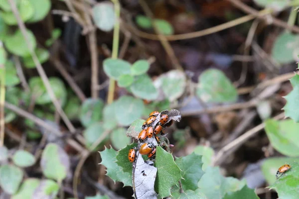 Lady bugs wintering state park in California