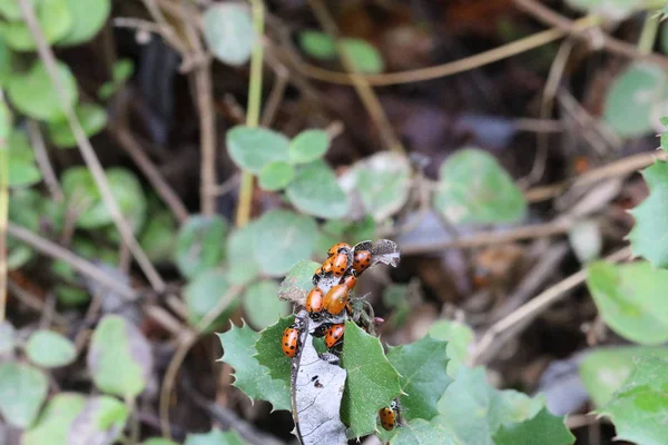 Lady bugs que atraviesan el parque estatal en California —  Fotos de Stock