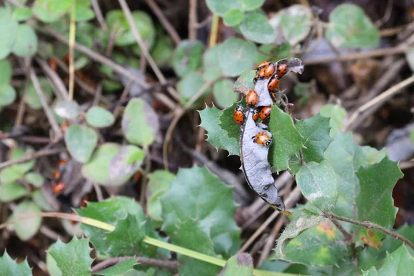Marienkäfer überwintern im kalifornischen Nationalpark — Stockfoto