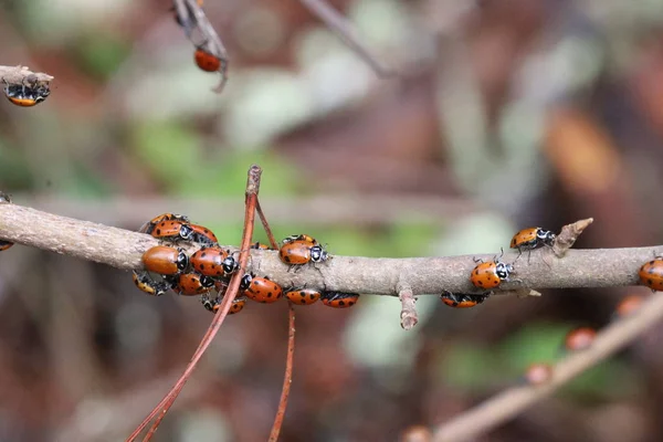 Lady bugs que atraviesan el parque estatal en California — Foto de Stock