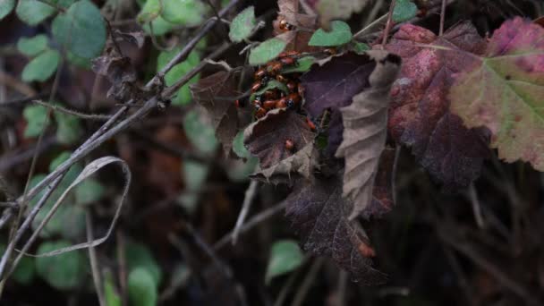 Vahşi Doğada Uğur Böcekleri — Stok video