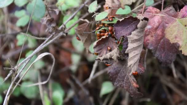 Ladybugs Naturaleza — Vídeo de stock