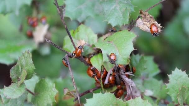 Lieveheersbeestjes Het Wild — Stockvideo