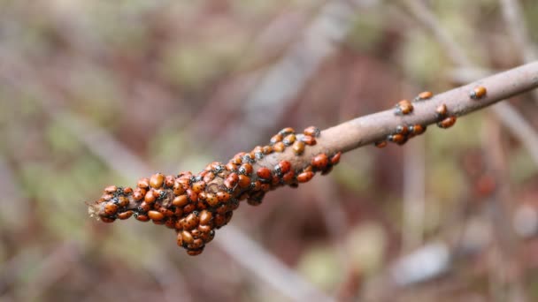 Les Coccinelles Dans Nature — Video