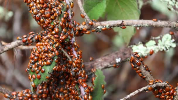 Ladybugs Natura — Video Stock