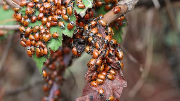 Ladybugs Natureza — Vídeo de Stock