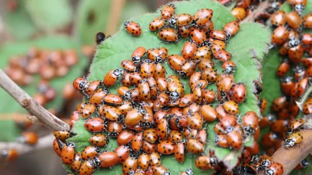 Ladybugs Natureza — Vídeo de Stock