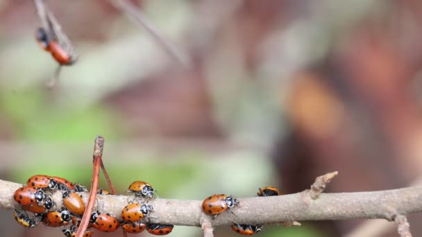 Ladybugs Naturaleza — Vídeo de stock