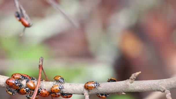 Lieveheersbeestjes Het Wild — Stockvideo