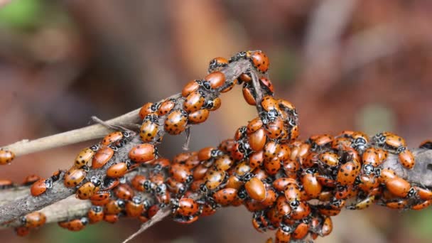 Ladybugs Natureza — Vídeo de Stock