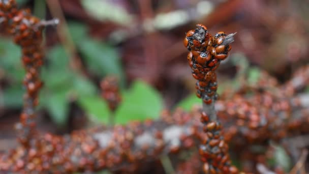 Ladybugs Naturaleza — Vídeo de stock