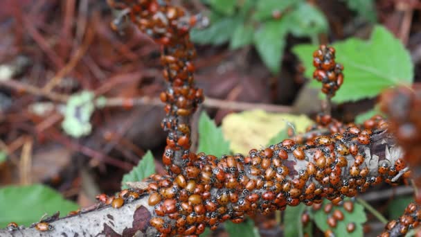 Ladybugs Natura — Video Stock